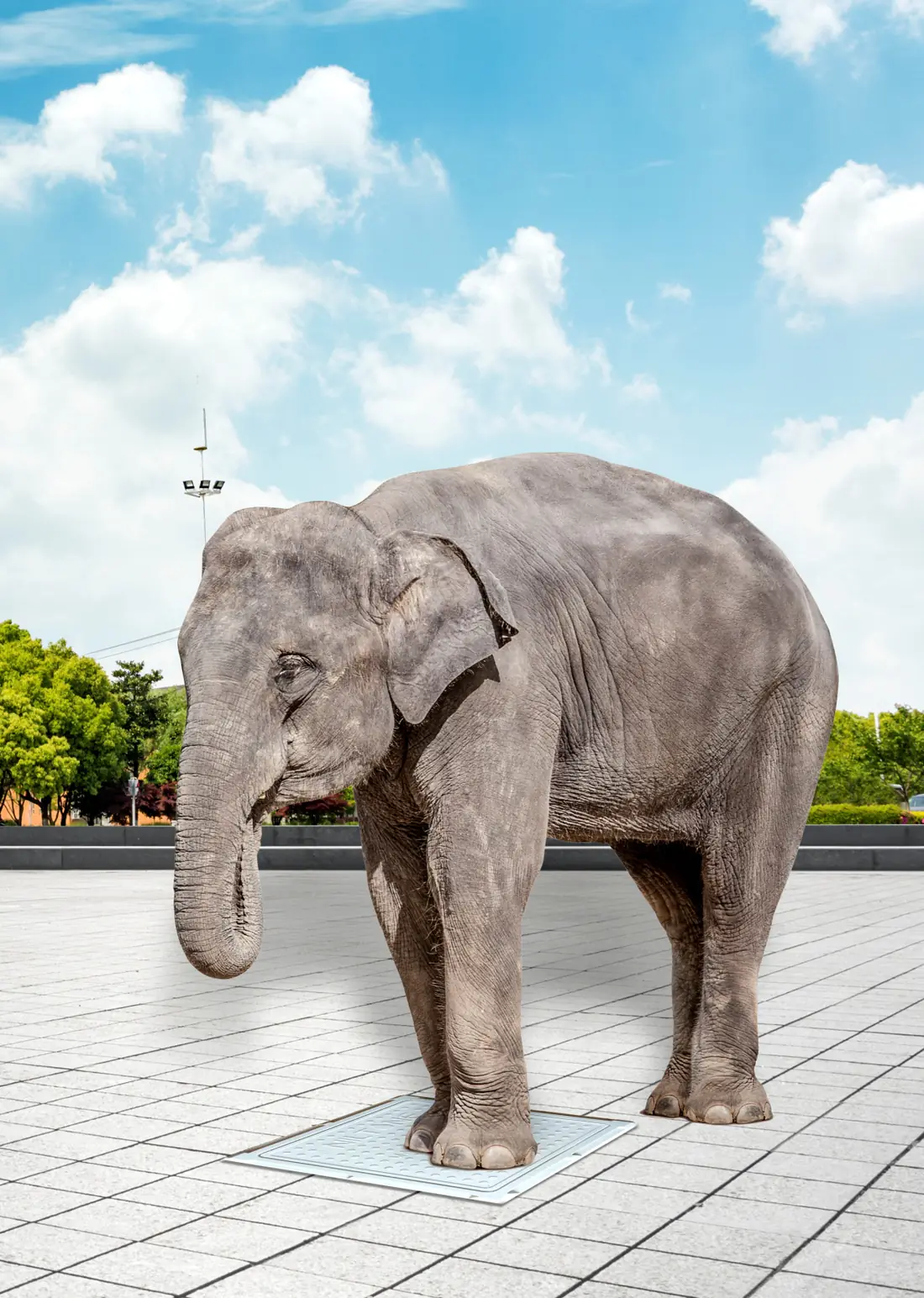 An elephant standing on a Niltone manhole cover